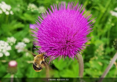 Skabiosenschwärmer (Hemaris tityus)