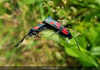 Sumpfhornklee-Widderchen (Zygaena trifolii)