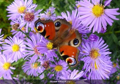 Tagpfauenauge (Aglais io)