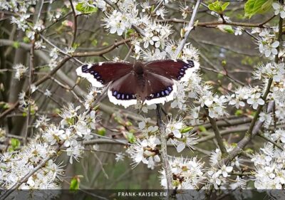 Trauermantel (Nymphalis antiopa)