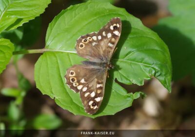 Waldbrettspiel (Pararge aegeria)