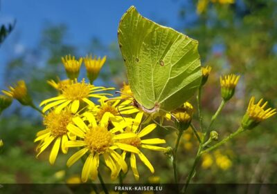 Zitronenfalter (Gonepteryx rhamni)
