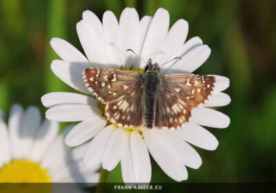 Zweibrütiger Würfel-Dickkopffalter (Pyrgus armoricanus)