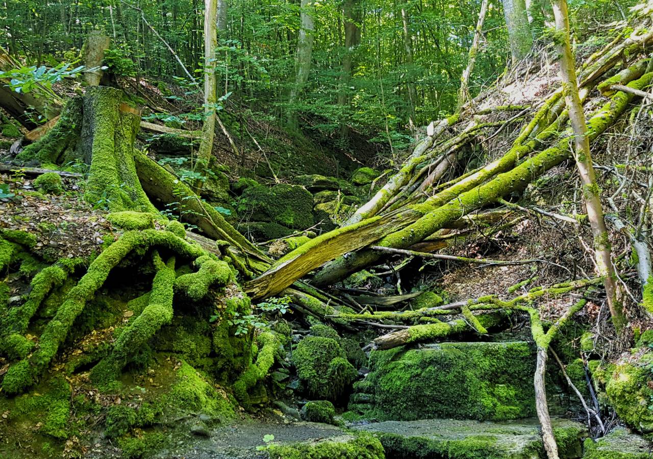Urwüchsiger Wald im Vogelsberg