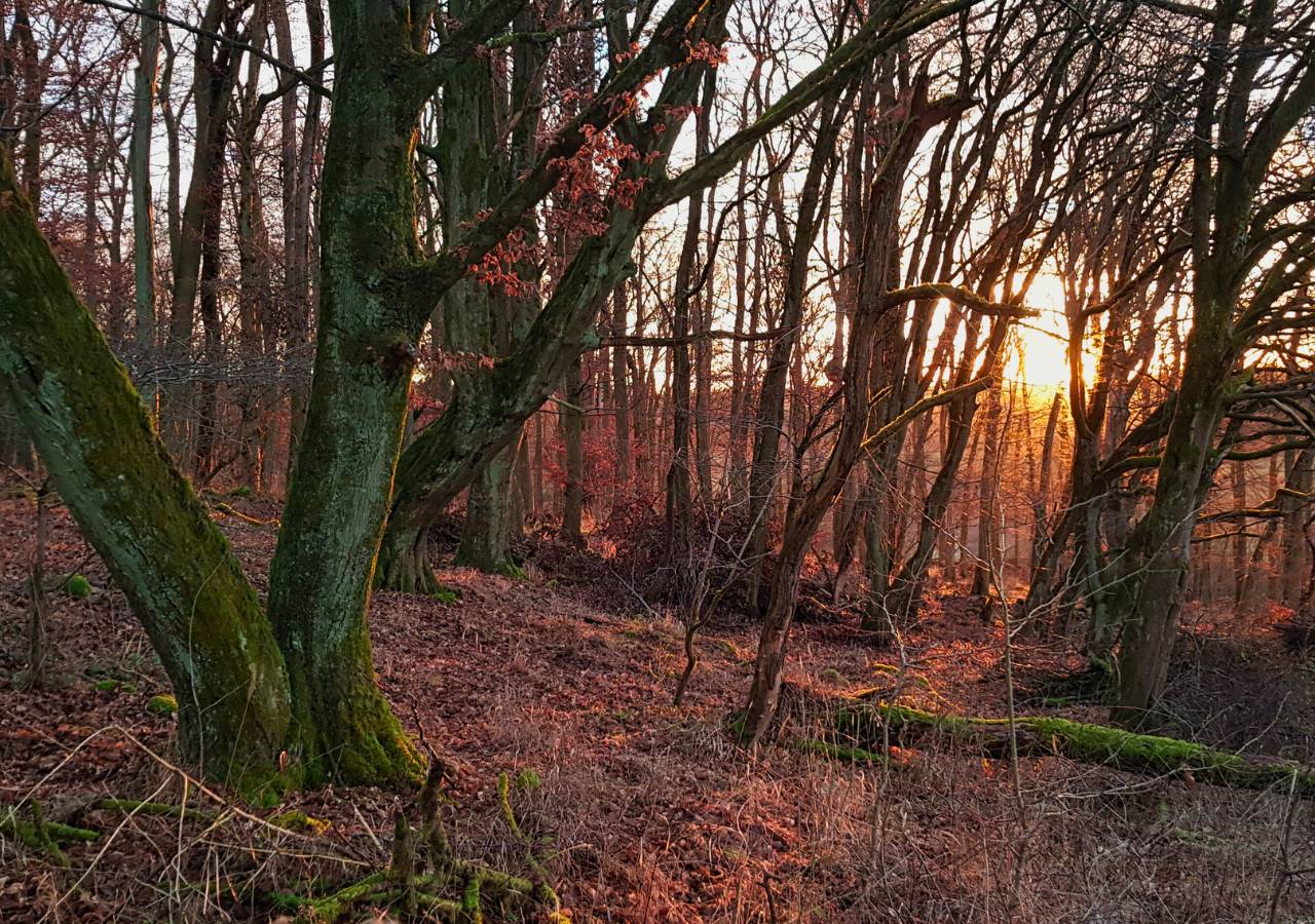 Sonnenuntergang im winterlichen Wald des Vogelsberges