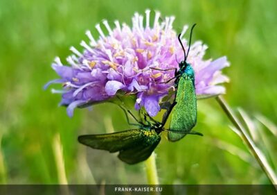 Ampfer-Grünwidderchen (Adscita statices)