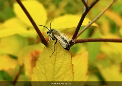 Gemeine Sandbiene (Andrena flavipes)