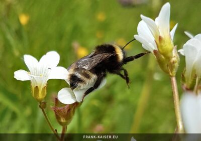 Keusche Kuckuckshummel (Bombus vestalis)