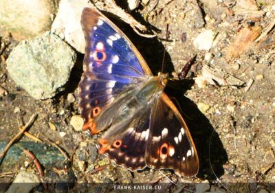 Kleiner Schillerfalter (Apatura ilia)
