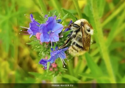 Mooshummel (Bombus muscorum)