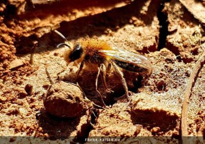 Rotschopfige Sandbiene (Andrena clarkella)