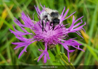 Sandhummel (Bombus veteranus)