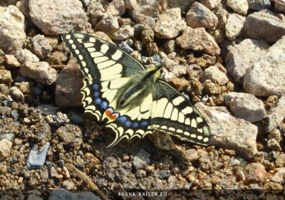 Schwalbenschwanz (Papilio machaon)