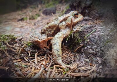 Erdkröte (Bufo bufo)