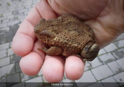 Erdkröte (Bufo bufo)