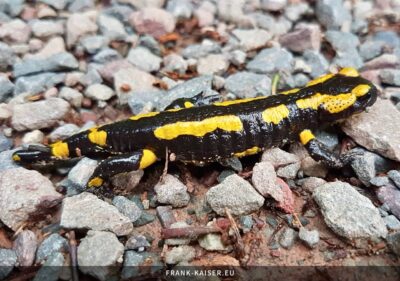 Feuersalamander (Salamandra salamandra)