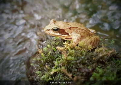 Grasfrosch (Rana temporaria)