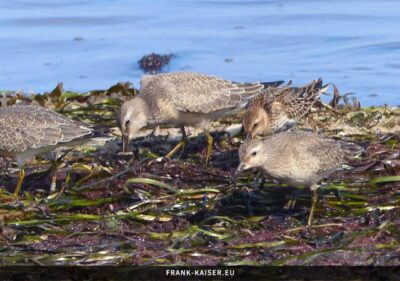 Knutt (Calidris canutus)