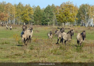 Konik-Pferde galoppieren über die Heide