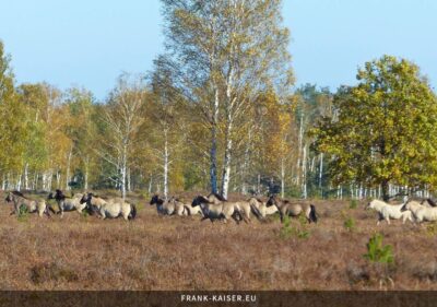 Konik-Pferde galoppieren über die Heide