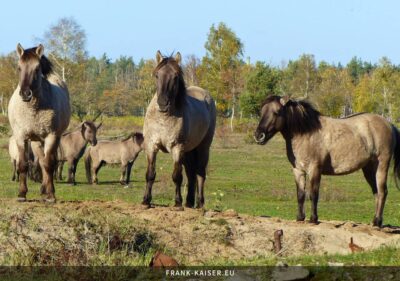 Konik-Pferde galoppieren über die Heide
