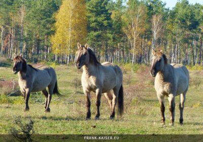 Konik-Pferde galoppieren über die Heide
