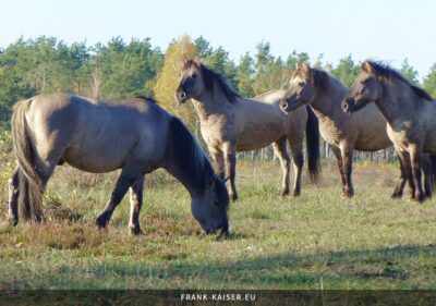 Konik-Pferde galoppieren über die Heide