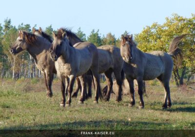 Konik-Pferde galoppieren über die Heide
