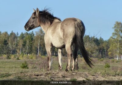 Konik-Pferde galoppieren über die Heide