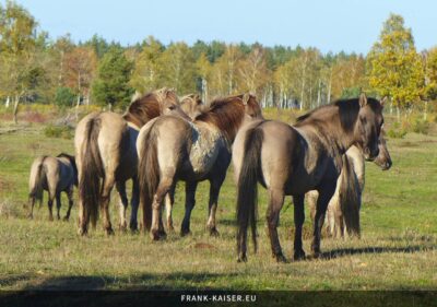 Konik-Pferde galoppieren über die Heide