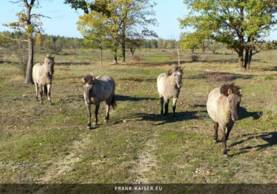 Konik-Pferde galoppieren über die Heide