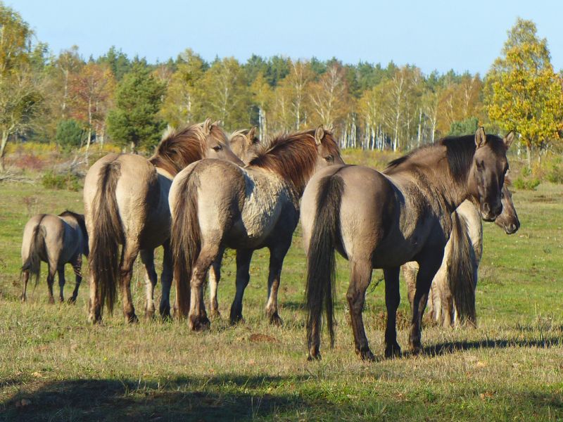 Koniks in der Heide