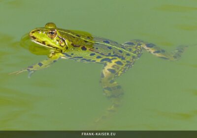 Teichfrosch (Pelophylax esculentus)