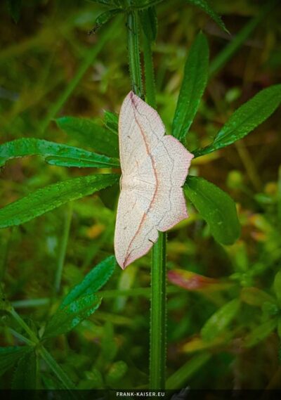 Ampferspanner (Timandra comae)