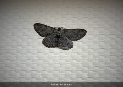 Aschgrauer Rindenspanner (Hypomecis punctinalis)