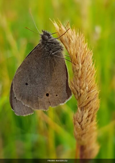 Brauner Waldvogel (Aphantopus hyperantus)
