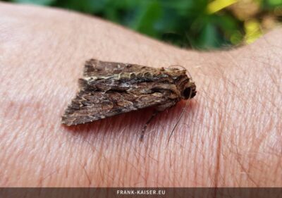 Große Grasbücheleule (Apamea monoglypha)