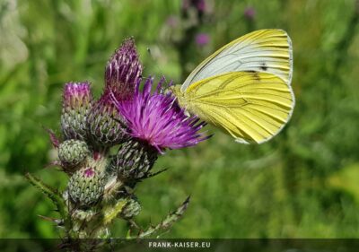 Grünaderweißling (Pieris napi)