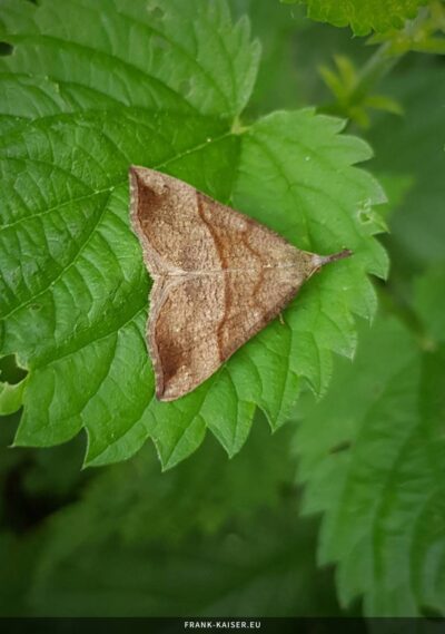Nessel-Schnabeleule (Hypena proboscidalis)