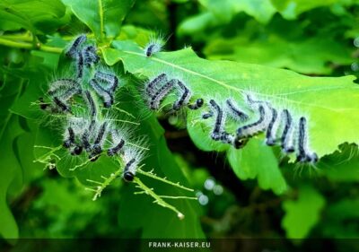 Raupe des Eichen-Prozessionsspinners (Thaumetopoea processionea)
