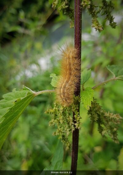 Raupe des Gelben Fleckleibbärs (Spilosoma lutea)