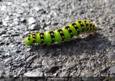 Raupe des Kleinen Nachtpfauenauges (Saturnia pavonia)