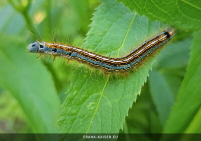 Raupe des Ringelspinners (Malacosoma neustria)