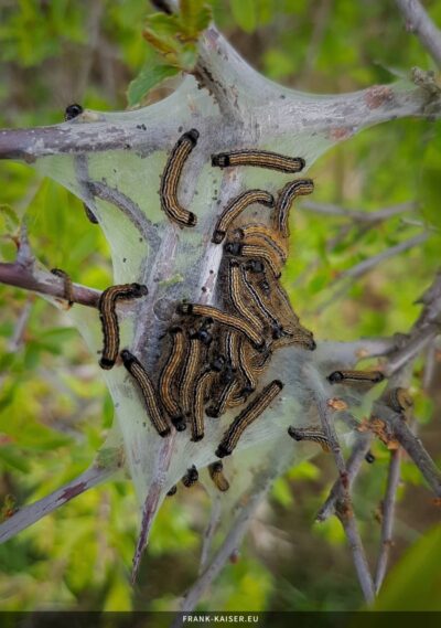 Raupe des Ringelspinners (Malacosoma neustria)