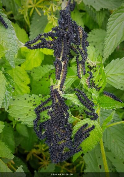 Raupe des Tagpfauenauges (Aglais io)