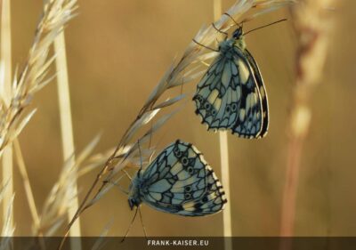 Schachbrettfalter (Melanargia galathea)