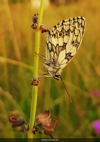 Schachbrettfalter (Melanargia galathea)