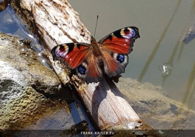 Tagpfauenauge (Aglais io)