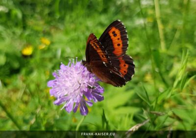 Weißbindiger Mohrenfalter (Erebia ligea)